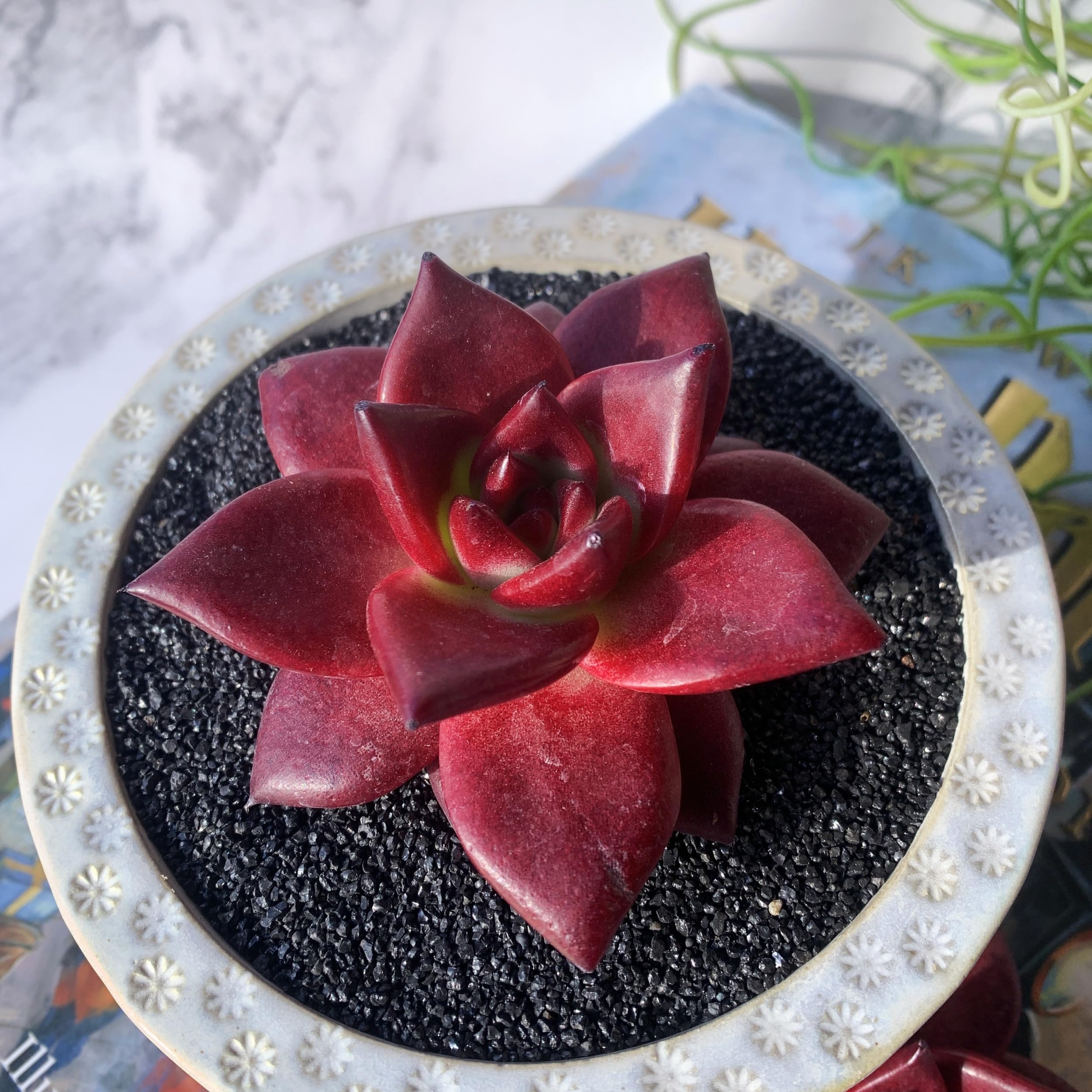 Amazon.com : Echeveria Agavoides v Romeo Rubin Big Rare Live